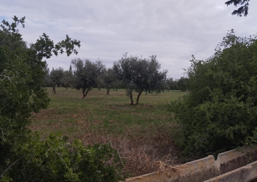 Avendre terrain agriculture