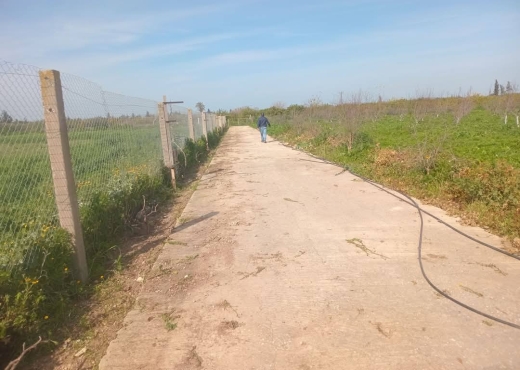 للبيع فيرمة لوز و زيتون و غلال أخرى - Bien immobilier à {"id":13,"country_id":219,"name":"MANOUBA","slug":"manouba"} - Image 2 - Agence Immobilière Maison Plus Elite