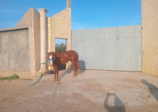 للبيع قطعة أرض في السعيدة-وادي الليل - Bien immobilier à {"id":13,"country_id":219,"name":"MANOUBA","slug":"manouba"} - Image 2 - Agence Immobilière Maison Plus Elite