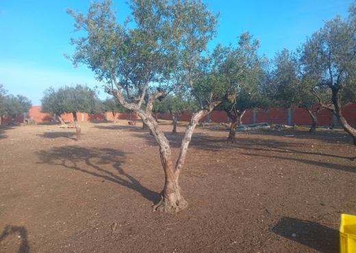 للبيع قطعة أرض في السعيدة-وادي الليل - Bien immobilier à {"id":13,"country_id":219,"name":"MANOUBA","slug":"manouba"} - Agence Immobilière immo\'in