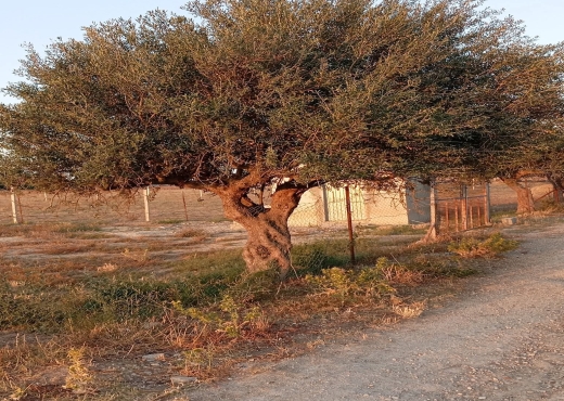 للبيع في سيدي ثابت 2500 متر - Bien immobilier à {"id":1,"country_id":219,"name":"ARIANA","slug":"ariana"} - Image 3 - Agence Immobilière Maison Plus Elite