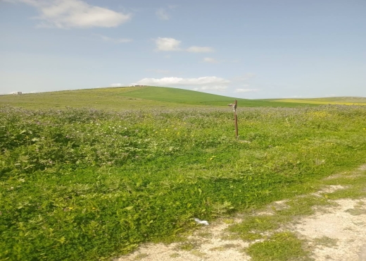 للبيع قطع أرض في سيدي ثابت-شرفش - Bien immobilier à {"id":1,"country_id":219,"name":"ARIANA","slug":"ariana"} - Image 3 - Agence Immobilière Maison Plus Elite