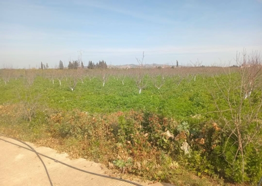 للبيع فيرمة لوز و زيتون و غلال أخرى - Bien immobilier à {"id":13,"country_id":219,"name":"MANOUBA","slug":"manouba"} - Agence Immobilière immo\'in