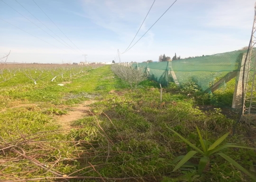 للبيع فيرمة لوز و زيتون و غلال أخرى - Bien immobilier à {"id":13,"country_id":219,"name":"MANOUBA","slug":"manouba"} - Image 4 - Agence Immobilière Maison Plus Elite