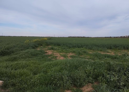 للبيع قطعة أرض جميلة جدا في موقع ممتاز - Bien immobilier à {"id":1,"country_id":219,"name":"ARIANA","slug":"ariana"} - Image 2 - Agence Immobilière Maison Plus Elite